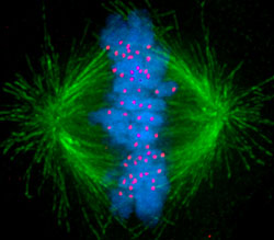 DNA in Mitosis